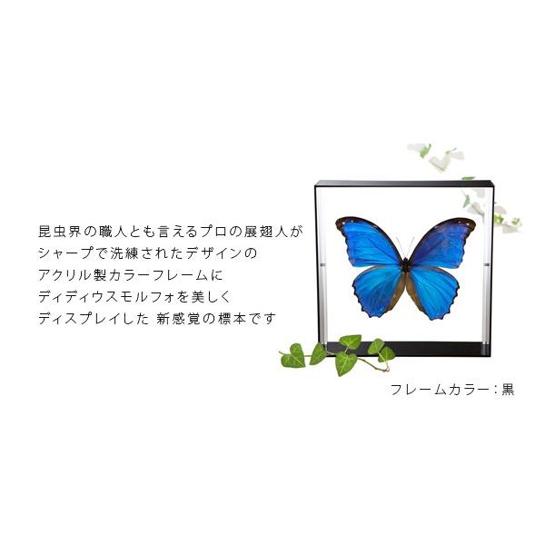 �����W�{ ���̕W�{ �f�B�f�B�E�X�����t�H �A�N�����t���[�� �� ���i�摜1
