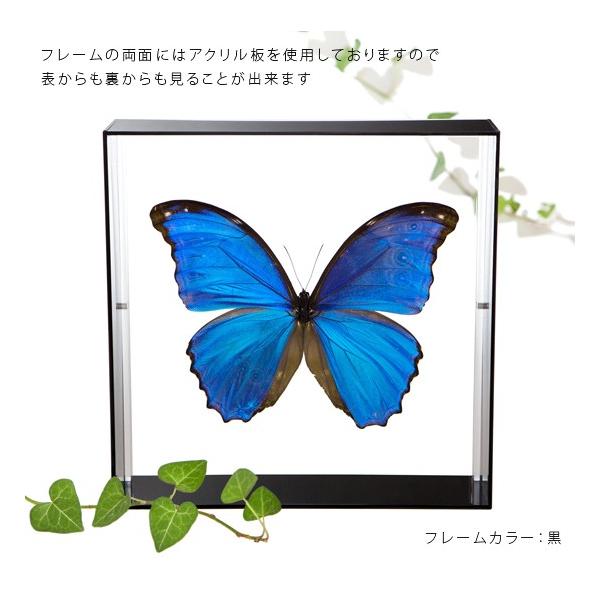 �����W�{ ���̕W�{ �f�B�f�B�E�X�����t�H �A�N�����t���[�� �� ���i�摜2