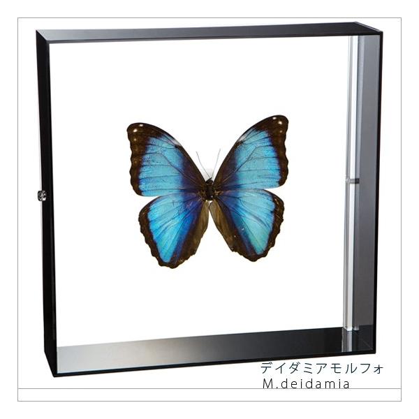 ●「昆虫界の職人」とも言えるプロの展翅人が、シャープで洗練されたデザインのアクリル製カラーフレームにデイダミアモルフォを美しくディスプレイした新感覚の標本です。フレームの両面にはアクリル板を使用しておりますのでチョウの翅の色柄を表からも裏か...