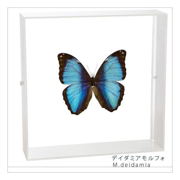 蝶々標本52頭　木製額(ガラス) 約21cm x 27cm ガラスと木製の標本箱 約30cm 蝶々標本 23頭 木製額(ガラス) 約