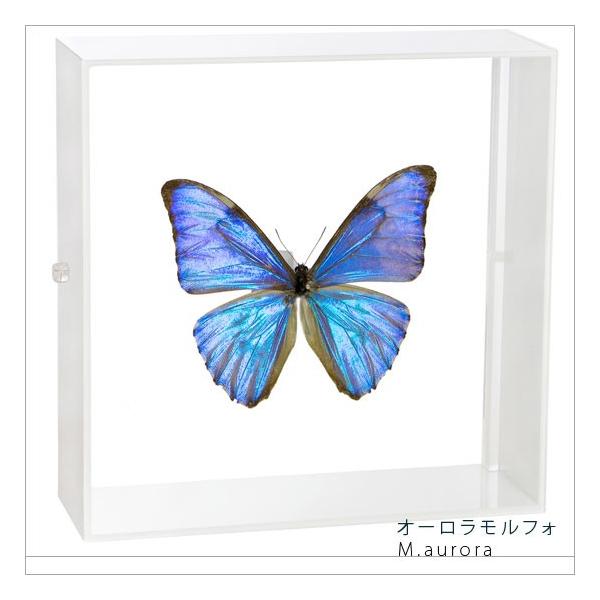 ●「昆虫界の職人」とも言えるプロの展翅人が、シャープで洗練されたデザインのアクリル製カラーフレームにオーロラモルフォを美しくディスプレイした新感覚の標本です。フレームの両面にはアクリル板を使用しておりますのでチョウの翅の色柄を表からも裏から...