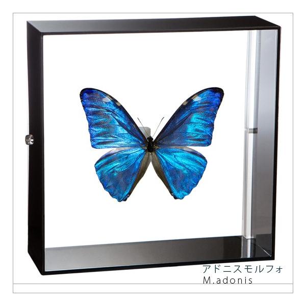 ●「昆虫界の職人」とも言えるプロの展翅人が、シャープで洗練されたデザインのアクリル製カラーフレームにアドニスモルフォを美しくディスプレイした新感覚の標本です。フレームの両面にはアクリル板を使用しておりますのでチョウの翅の色柄を表からも裏から...