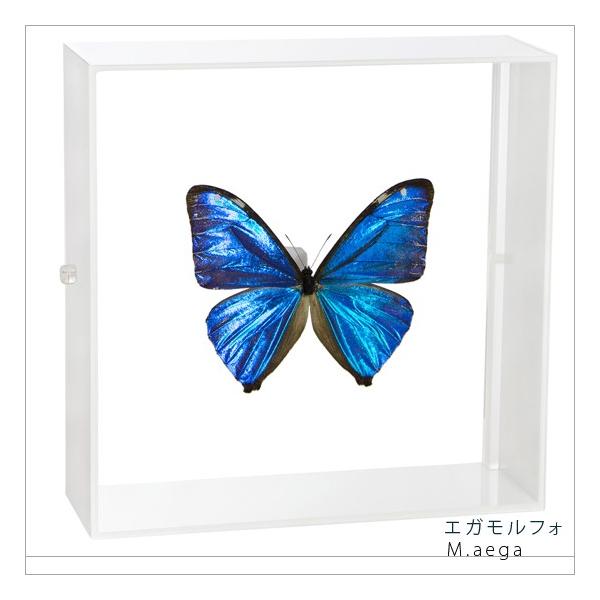 ●「昆虫界の職人」とも言えるプロの展翅人が、シャープで洗練されたデザインのアクリル製カラーフレームにエガモルフォを美しくディスプレイした新感覚の標本です。フレームの両面にはアクリル板を使用しておりますのでチョウの翅の色柄を表からも裏からも見...