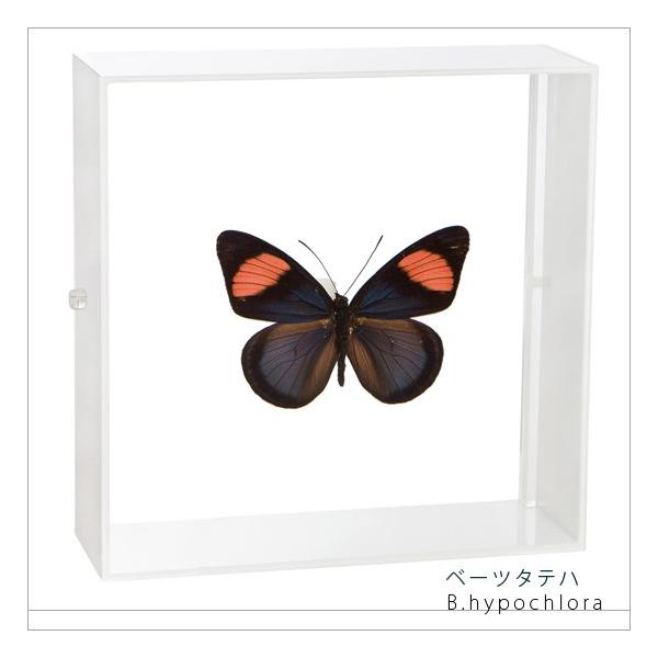 ●「昆虫界の職人」とも言えるプロの展翅人が、シャープで洗練されたデザインのアクリル製カラーフレームにベーツタテハを美しくディスプレイした新感覚の標本です。フレームの両面にはアクリル板を使用しておりますのでチョウの翅の色柄を表からも裏からも見...