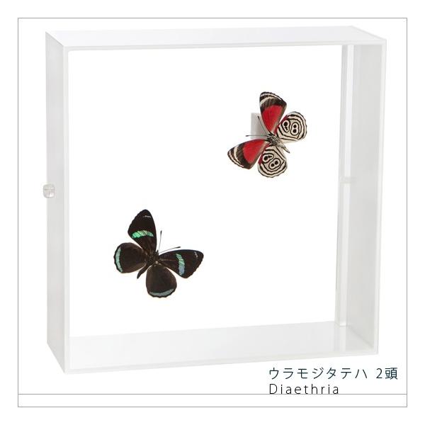 W{ ̕W{ EW^en 2 ANt[ 