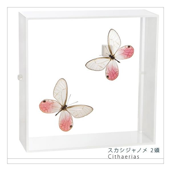 W{ ̕W{ XJVWm 2 ANt[ 