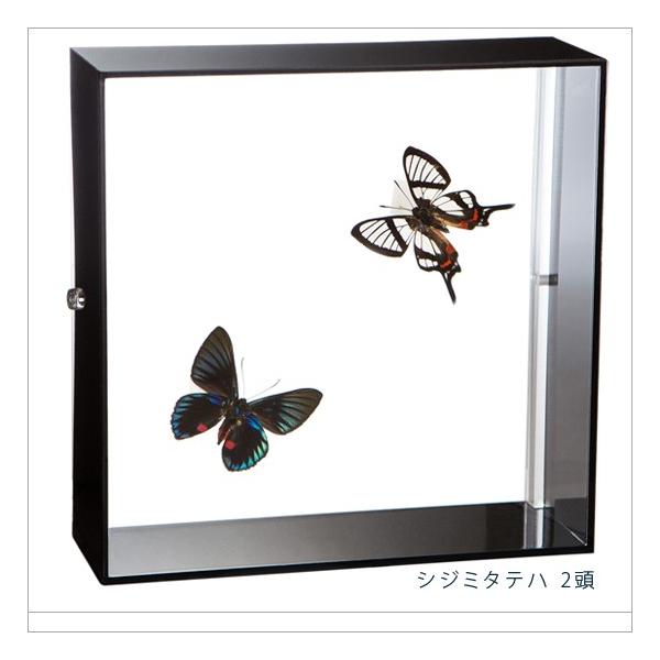 ●「昆虫界の職人」とも言えるプロの展翅人が、シャープで洗練されたデザインのアクリル製カラーフレームにシジミタテハを美しくディスプレイした新感覚の標本です。フレームの両面にはアクリル板を使用しておりますのでチョウの翅の色柄を表からも裏からも見...