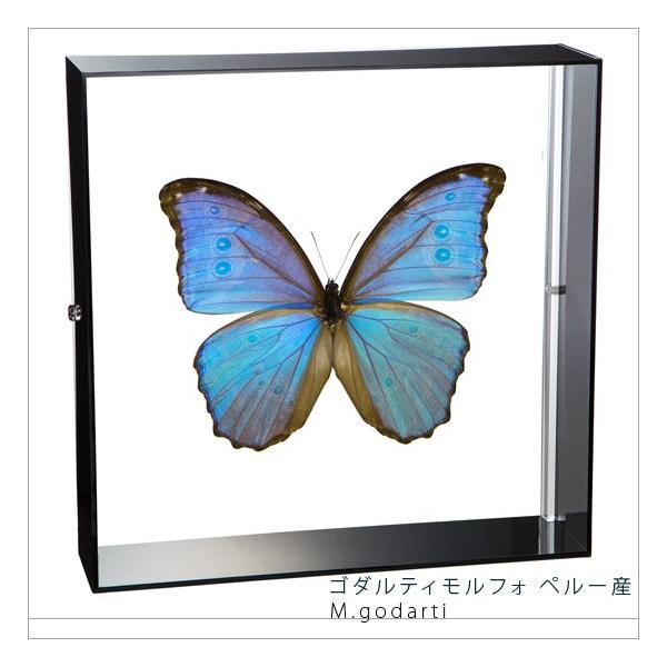 W{ ̕W{ S_eBtH y[Y ANt[ 