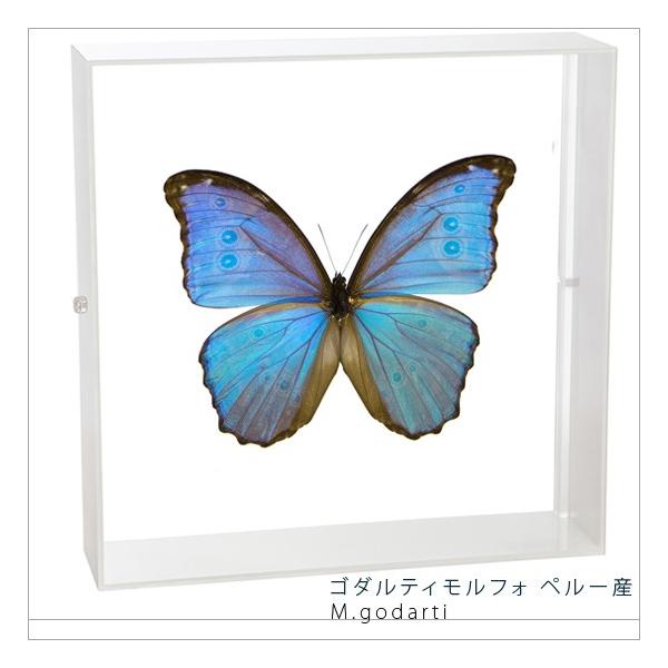 ●「昆虫界の職人」とも言えるプロの展翅人が、シャープで洗練されたデザインのアクリル製カラーフレームにゴダルティモルフォを美しくディスプレイした新感覚の標本です。フレームの両面にはアクリル板を使用しておりますのでチョウの翅の色柄を表からも裏か...