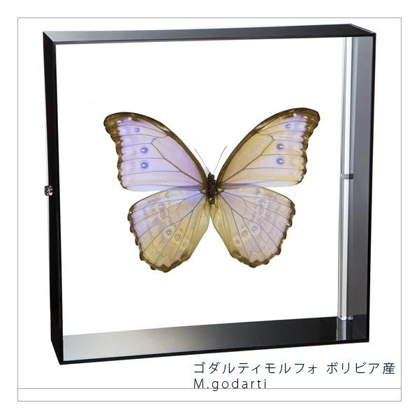 W{ ̕W{ S_eBtH {rAY ANt[ 