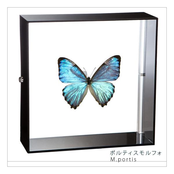 ●「昆虫界の職人」とも言えるプロの展翅人が、シャープで洗練されたデザインのアクリル製カラーフレームにポルティスモルフォを美しくディスプレイした新感覚の標本です。フレームの両面にはアクリル板を使用しておりますのでチョウの翅の色柄を表からも裏か...