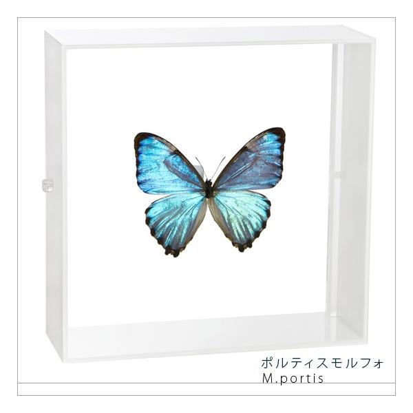 ●「昆虫界の職人」とも言えるプロの展翅人が、シャープで洗練されたデザインのアクリル製カラーフレームにポルティスモルフォを美しくディスプレイした新感覚の標本です。フレームの両面にはアクリル板を使用しておりますのでチョウの翅の色柄を表からも裏か...