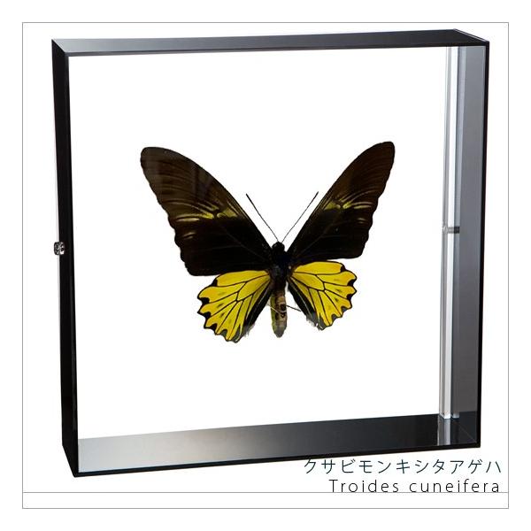 ●「昆虫界の職人」とも言えるプロの展翅人が、シャープで洗練されたデザインのアクリル製カラーフレームにクサビモンキシタアゲハを美しくディスプレイした 新感覚の標本です。宝石のような蝶の美しさをそのままに、「生き生き」と 躍動感のある作品に仕上...