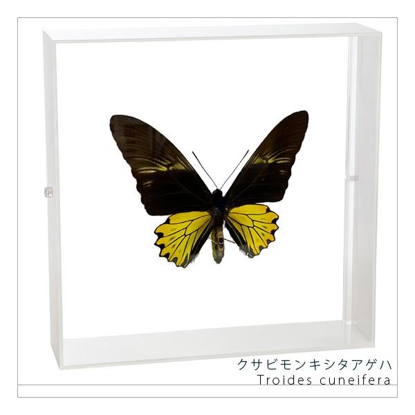 ●「昆虫界の職人」とも言えるプロの展翅人が、シャープで洗練されたデザインのアクリル製カラーフレームにクサビモンキシタアゲハを美しくディスプレイした 新感覚の標本です。宝石のような蝶の美しさをそのままに、「生き生き」と 躍動感のある作品に仕上...