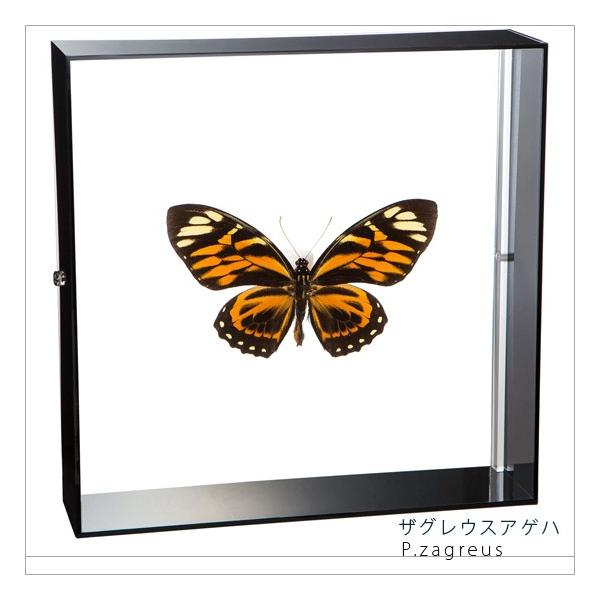 W{ ̕W{ UOEXAQn ANt[ 