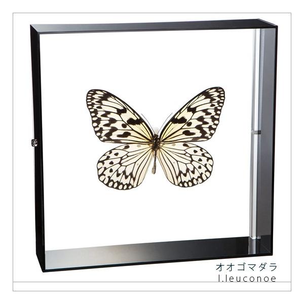 久田♡蝶の標本 12種 フレーム入り 昆虫標本 蝶の標本 オオゴマダラ アクリルフレーム 黒
