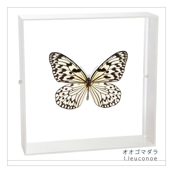 久田♡蝶の標本 12種 フレーム入り 昆虫標本 蝶の標本 オオゴマダラ アクリルフレーム 白