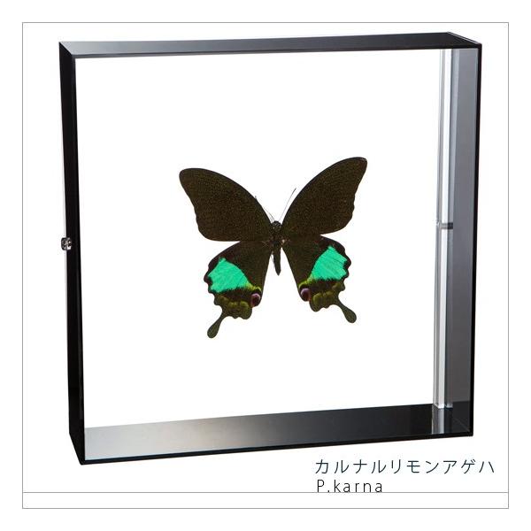 ●「昆虫界の職人」とも言えるプロの展翅人が、シャープで洗練されたデザインのアクリル製カラーフレームにカルナルリモンアゲハを美しくディスプレイした新感覚の標本です。フレームの両面にはアクリル板を使用しておりますのでチョウの翅の色柄を表からも裏...