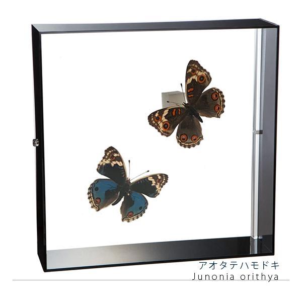 ●「昆虫界の職人」とも言えるプロの展翅人が、シャープで洗練されたデザインのアクリル製カラーフレームに沖縄の蝶 アオタテハモドキを美しくディスプレイした 新感覚の標本です。宝石のような蝶の美しさをそのままに、「生き生き」と 躍動感のある作品に...
