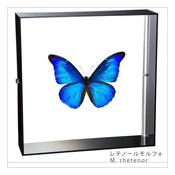 ●「昆虫界の職人」とも言えるプロの展翅人が、シャープで洗練されたデザインのアクリル製カラーフレームにレテノールモルフォを美しくディスプレイした新感覚の標本です。フレームの両面にはアクリル板を使用しておりますのでチョウの翅の色柄を表からも裏か...