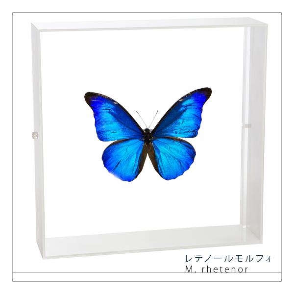 蝶々標本　26頭　木製額(ガラス) 約30cm x 43cm Amazon | 額入り 昆虫標本 蝶 テイルド・ジェイ Tailed Jay
