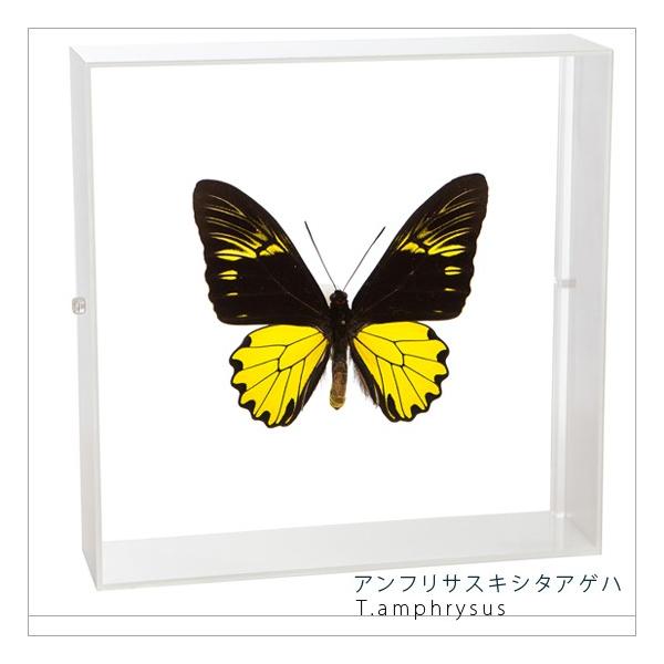 W{ ̕W{ AtTXLV^AQn ANt[ 