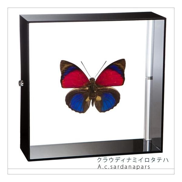 ●「昆虫界の職人」とも言えるプロの展翅人が、シャープで洗練されたデザインのアクリル製カラーフレームにクラウディナミイロタテハを美しくディスプレイした新感覚の標本です。フレームの両面にはアクリル板を使用しておりますのでチョウの翅の色柄を表から...