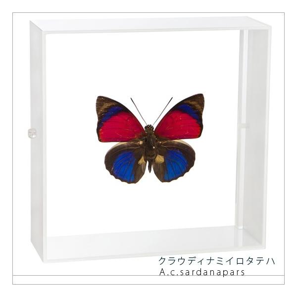 ●「昆虫界の職人」とも言えるプロの展翅人が、シャープで洗練されたデザインのアクリル製カラーフレームにクラウディナミイロタテハを美しくディスプレイした新感覚の標本です。フレームの両面にはアクリル板を使用しておりますのでチョウの翅の色柄を表から...