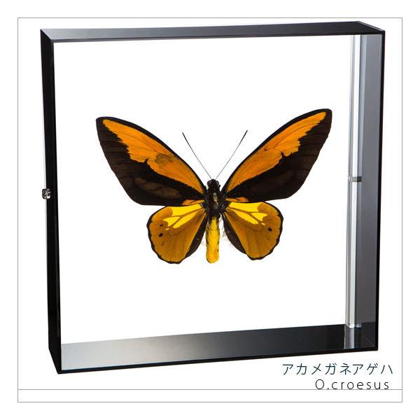 W{ ̕W{ AJKlAQn ANt[ 