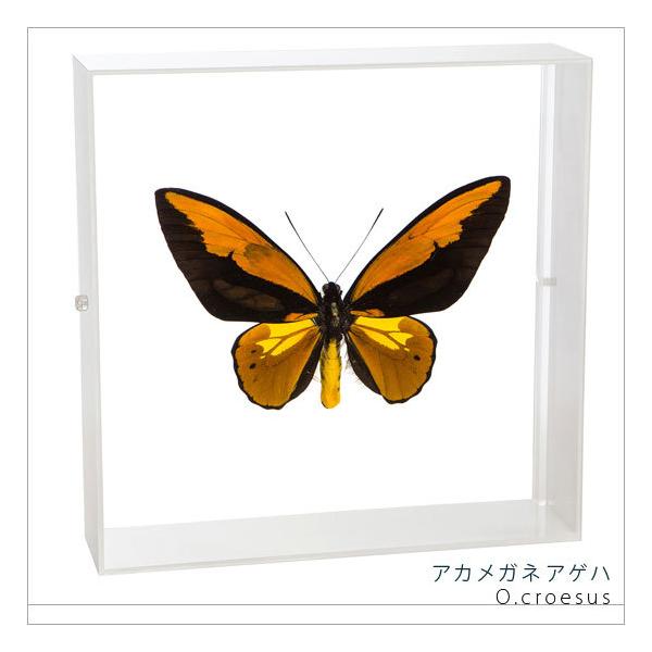 W{ ̕W{ AJKlAQn ANt[ 