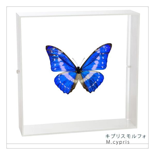 キプリスモルフォ 104mm 蝶標本 昆虫標本 キプリスモルフォ 昆虫標本 - 三宝堂オンラインショップ