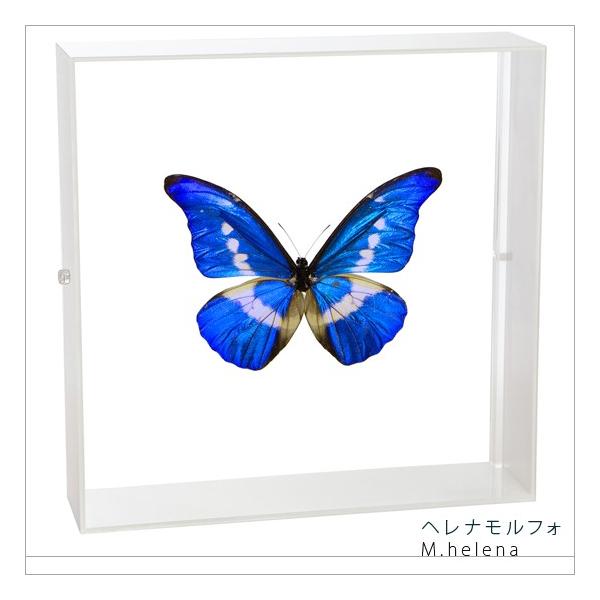 昆虫標本 蝶の標本 ヘレナモルフォ アクリルフレーム 白 : ソプラノ