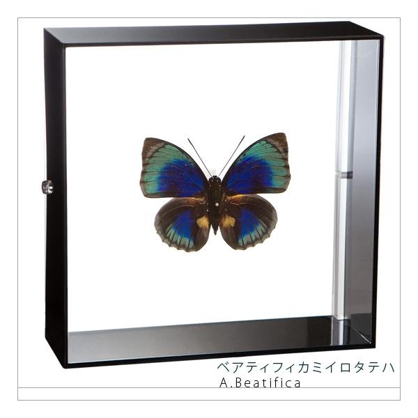 ●「昆虫界の職人」とも言えるプロの展翅人が、シャープで洗練されたデザインのアクリル製カラーフレームにベアティフィカミイロタテハを美しくディスプレイした新感覚の標本です。フレームの両面にはアクリル板を使用しておりますのでチョウの翅の色柄を表か...