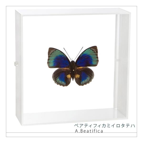 ●「昆虫界の職人」とも言えるプロの展翅人が、シャープで洗練されたデザインのアクリル製カラーフレームにベアティフィカミイロタテハを美しくディスプレイした新感覚の標本です。フレームの両面にはアクリル板を使用しておりますのでチョウの翅の色柄を表か...
