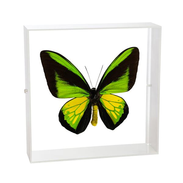 ●「昆虫界の職人」とも言えるプロの展翅人が、シャープで洗練されたデザインのアクリル製カラーフレームにゴライアストリバネアゲハを美しくディスプレイした新感覚の標本です。フレームの両面にはアクリル板を使用しておりますのでチョウの翅の色柄を表から...