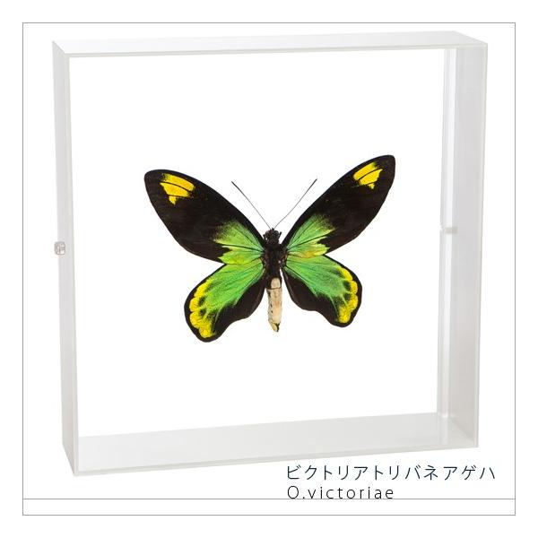 ●「昆虫界の職人」とも言えるプロの展翅人が、シャープで洗練されたデザインのアクリル製カラーフレームにビクトリアトリバネアゲハを美しくディスプレイした新感覚の標本です。フレームの両面にはアクリル板を使用しておりますのでチョウの翅の色柄を表から...