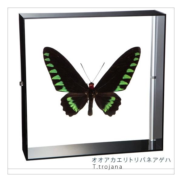 ●「昆虫界の職人」とも言えるプロの展翅人が、シャープで洗練されたデザインのアクリル製カラーフレームにオオアカエリトリバネアゲハを美しくディスプレイした新感覚の標本です。フレームの両面にはアクリル板を使用しておりますのでチョウの翅の色柄を表か...
