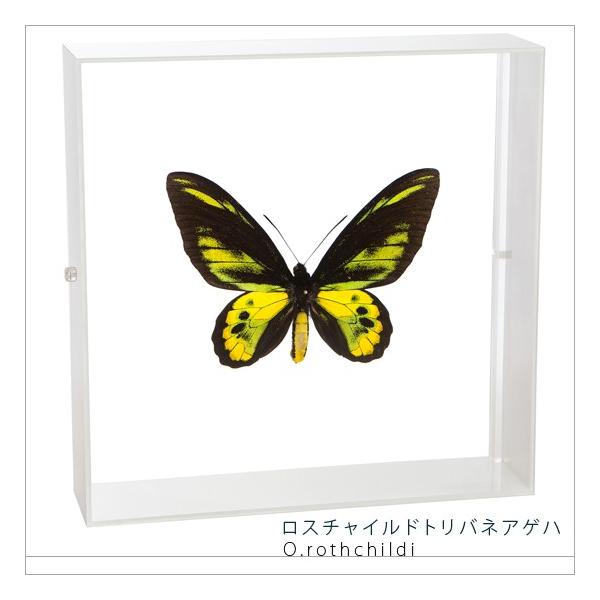 ●「昆虫界の職人」とも言えるプロの展翅人が、シャープで洗練されたデザインのアクリル製カラーフレームにロスチャイルドトリバネアゲハを美しくディスプレイした新感覚の標本です。フレームの両面にはアクリル板を使用しておりますのでチョウの翅の色柄を表...
