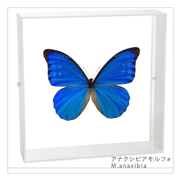 ●「昆虫界の職人」とも言えるプロの展翅人が、シャープで洗練されたデザインのアクリル製カラーフレームにアナクシビアモルフォを美しくディスプレイした新感覚の標本です。フレームの両面にはアクリル板を使用しておりますのでチョウの翅の色柄を表からも裏...