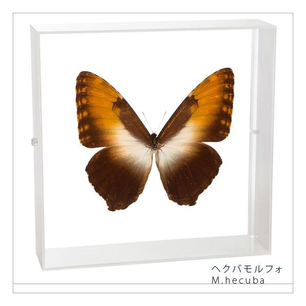 ●「昆虫界の職人」とも言えるプロの展翅人が、シャープで洗練されたデザインのアクリル製カラーフレームにヘクバモルフォを美しくディスプレイした新感覚の標本です。フレームの両面にはアクリル板を使用しておりますのでチョウの翅の色柄を表からも裏からも...