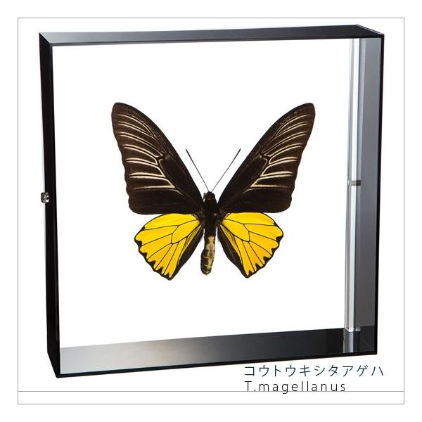 W{ ̕W{ REgELV^AQn ANt[ 