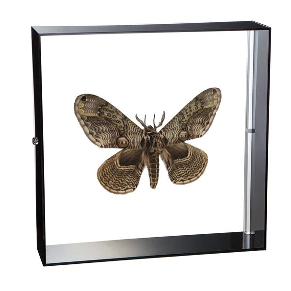 コエポン❗蝶標本‼️ soprano_lis-ibotagab