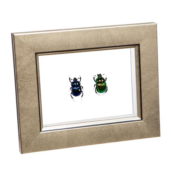 ●「昆虫界の職人」とも言えるプロの展翅人が、メタル風にデザインされたシャープな木製フレームに2匹のオオセンチコガネを美しくディスプレイした新感覚の標本です。額フレームは置き型タイプです。宝石のようなオオセンチコガネの美しさをそのままに、「生...