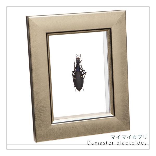 ●「昆虫界の職人」とも言えるプロの展翅人が、メタル風にデザインされたシャープな木製フレームにマイマイカブリを美しくディスプレイした新感覚の標本です。額フレームは置き型タイプです。神秘的で厳かなオサムシの表情をそのままに、「生き生き」と躍動感...