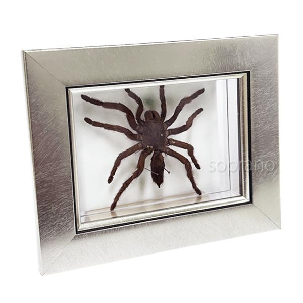 ●「昆虫界の職人」とも言えるプロの展翅人が、メタル風にデザインされたシャープな木製フレームにタランチュラを美しくディスプレイした新感覚の標本です。額フレームは置き型タイプです。神秘的で厳かなタランチュラの表情をそのままに、「生き生き」と躍動...