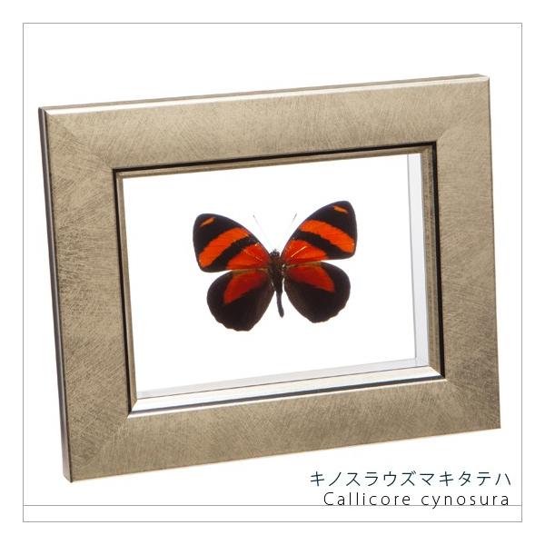 ●「昆虫界の職人」とも言えるプロの展翅人が、メタル風にデザインされたシャープな木製フレームにキノスラウズマキタテハを美しくディスプレイした新感覚の標本です。額フレームは置き型タイプです。宝石のようなキノスラウズマキタテハの美しさをそのままに...
