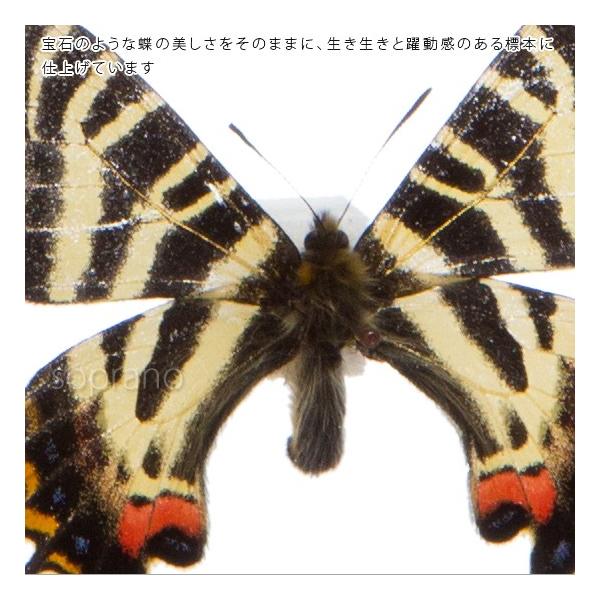 蝶の標本 ギフチョウ ライトフレーム メタリック調 額 インテリア 自然