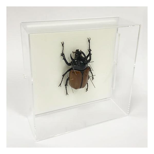 ゴホンヅノカブト　標本 昆虫標本 ゴホンツノカブト アクリルフレーム 透明 : ソプラノ