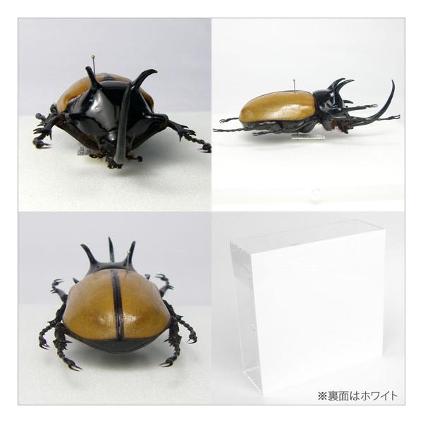 ゴホンヅノカブト系標本 ゴホンヅノカブト系標本 - メルカリ