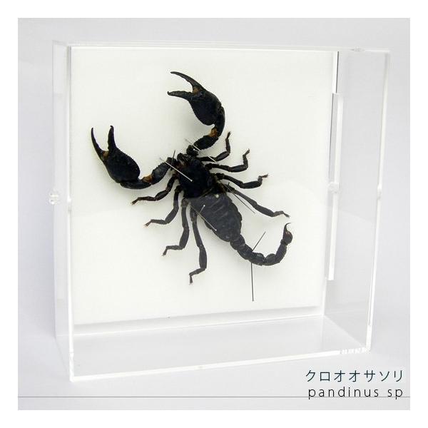 ●「昆虫界の職人」とも言えるプロの展翅人が、シャープで洗練されたデザインのアクリル製透明フレームにクロオオサソリを美しくディスプレイした新感覚の標本です。神秘的で厳かなクロオオサソリの表情をそのままに、「生き生き」と躍動感のある作品に仕上が...